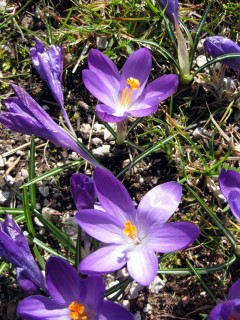 Frühlingsblumen 2014