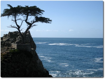 17 Mile Drive - Lonely Cypress