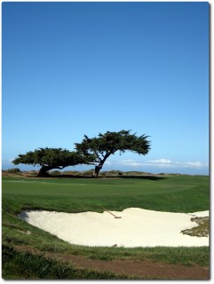 17 Mile Drive - Golfplatz mit Wild