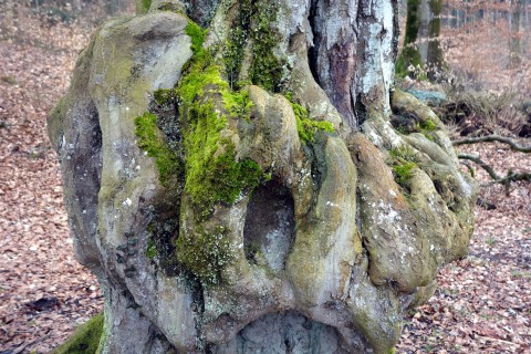 Baum 19 - Hainbuche