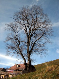 Baum 4 - Bergulme