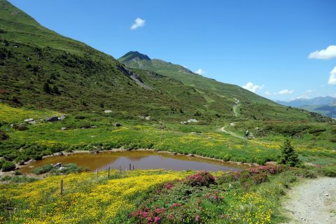 See und Bergblumen auf der Alp Nova