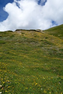 Blumenmeer auf der Alpwiese