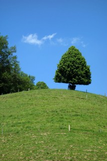 Einsamer Baum oberhalb des Lochgrabe 