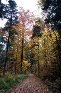 Herbstwald unter dem Nebel