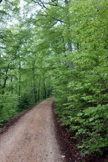 Aufstieg im Grün zur Walematt