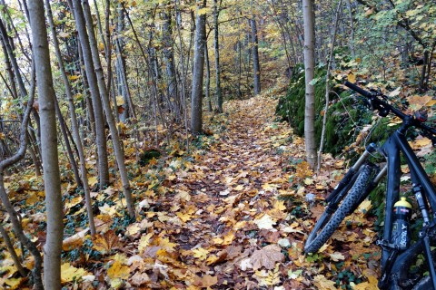 Herbstwald bei der Ruine Balm