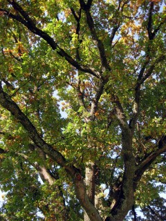 Baum 38 - Eichenlaub