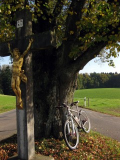 Baum 99 - Kreuz mit Linde