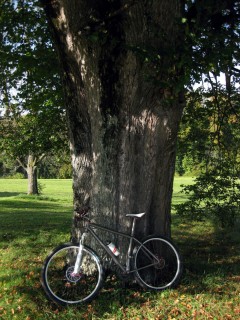 Baum und Bike