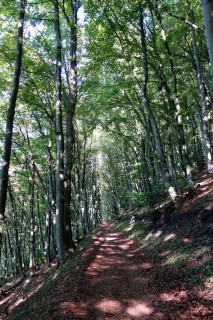 Schöner Wald bei der Bernhalde