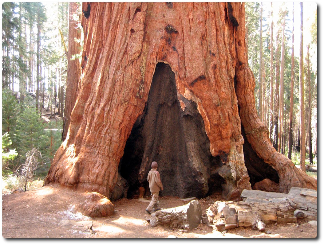 Wo sind die Mammutbäume im Yosemite?