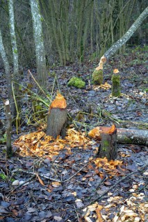 Biberspuren bei Wiler