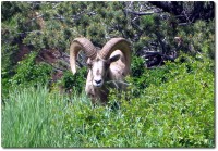 Bighorn Sheep