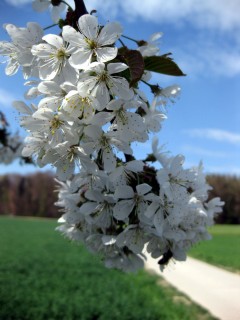 Frühlingsblumen 2
