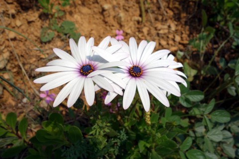 Blumen 7