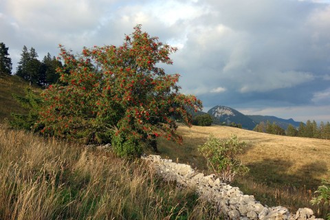 Bettlachstock - Steinmauer