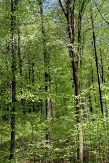 Buchen im Frühling