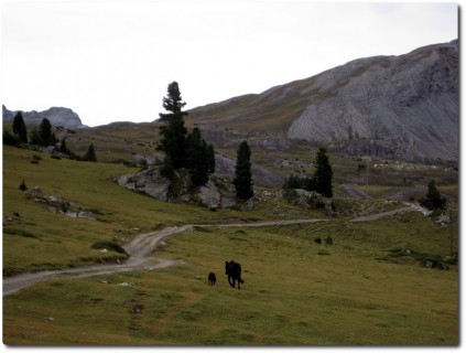 Mutterkuh und Kalb im Aufstieg von Buffalora zum Fuorcla del Gal