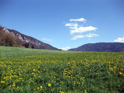 Blumenwiesen von Moutier nach Belprahon