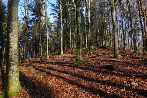 Zum Cache geht es Crosscountry durch den Wald