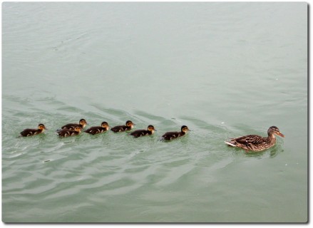 Enten auf der Aare in Einerkolonne