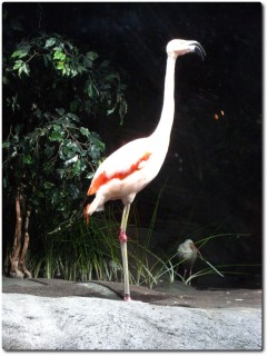 Monterey Bay Aquarium - Flamingo