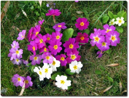 Noch mehr Blumen im Garten