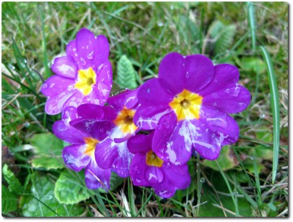 Feuchte Frühlingsblumen Ende Februar