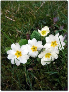 Frühlingsblumen Ende Februar