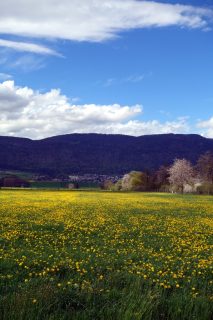 Blumenmeer und Jura