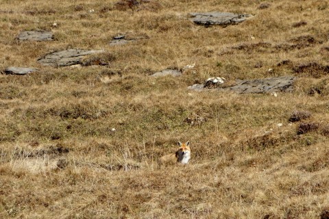 Einsamer Fuchs auf der First