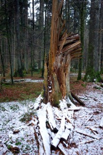 Geocaches - Hier muss er sein !