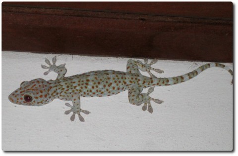 Ein Gecko über dem Zimmereingang auf nächtlicher Lauer