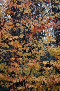 Grauer November - Wald