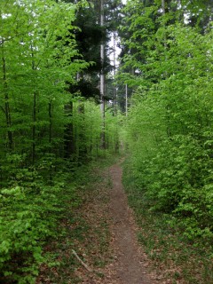 Grüne Trails 1