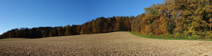 Herbstlicher Waldrand