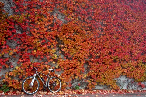 Ti29-40 vor Herbstwand