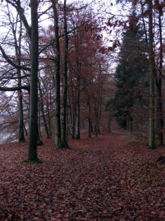 Herbstwald