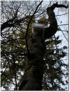 Cache auf dem Baum mit Schnur