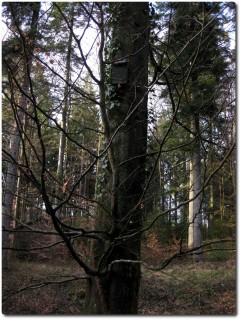 Cache auf dem Baum ohne Schnur