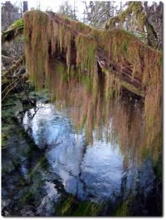 Hoh Rainforest - Moos