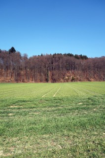 Grüne Wiesen bei Burgdorf