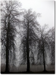 Traurige Nebelsicht auf dem Sonneberg