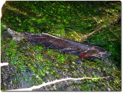 Lachs im Hoh River