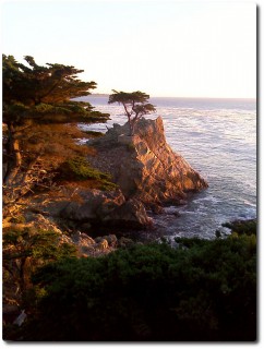 Lonley Cypress im Sonnenuntergang