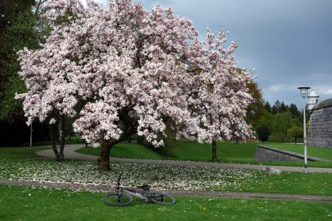 Magnolienbaum Solothurn