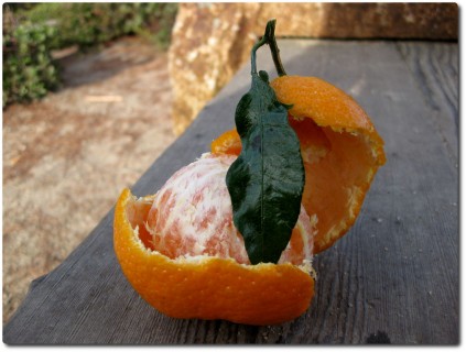 Eine perfekt schmeckende Mandarine