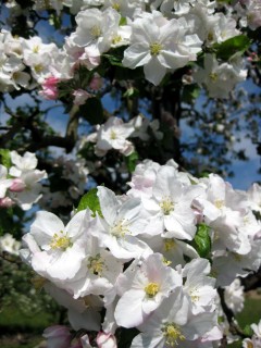 Frühlingsblumen 3