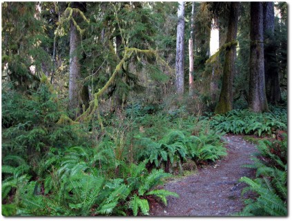 Hoh Rainforest - Moos Trail